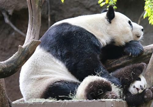 娱乐吃瓜酱大熊猫生气,萌态十足吃瓜酱娱乐